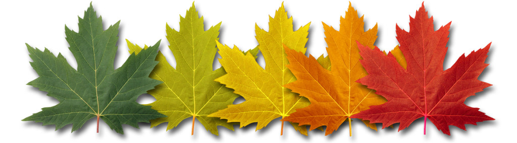 Autumn border element Leaves with five maple leaf foliage arranged in a multi colored seasonal themed concept as a symbol of the fall transition and change in weather on a white background.